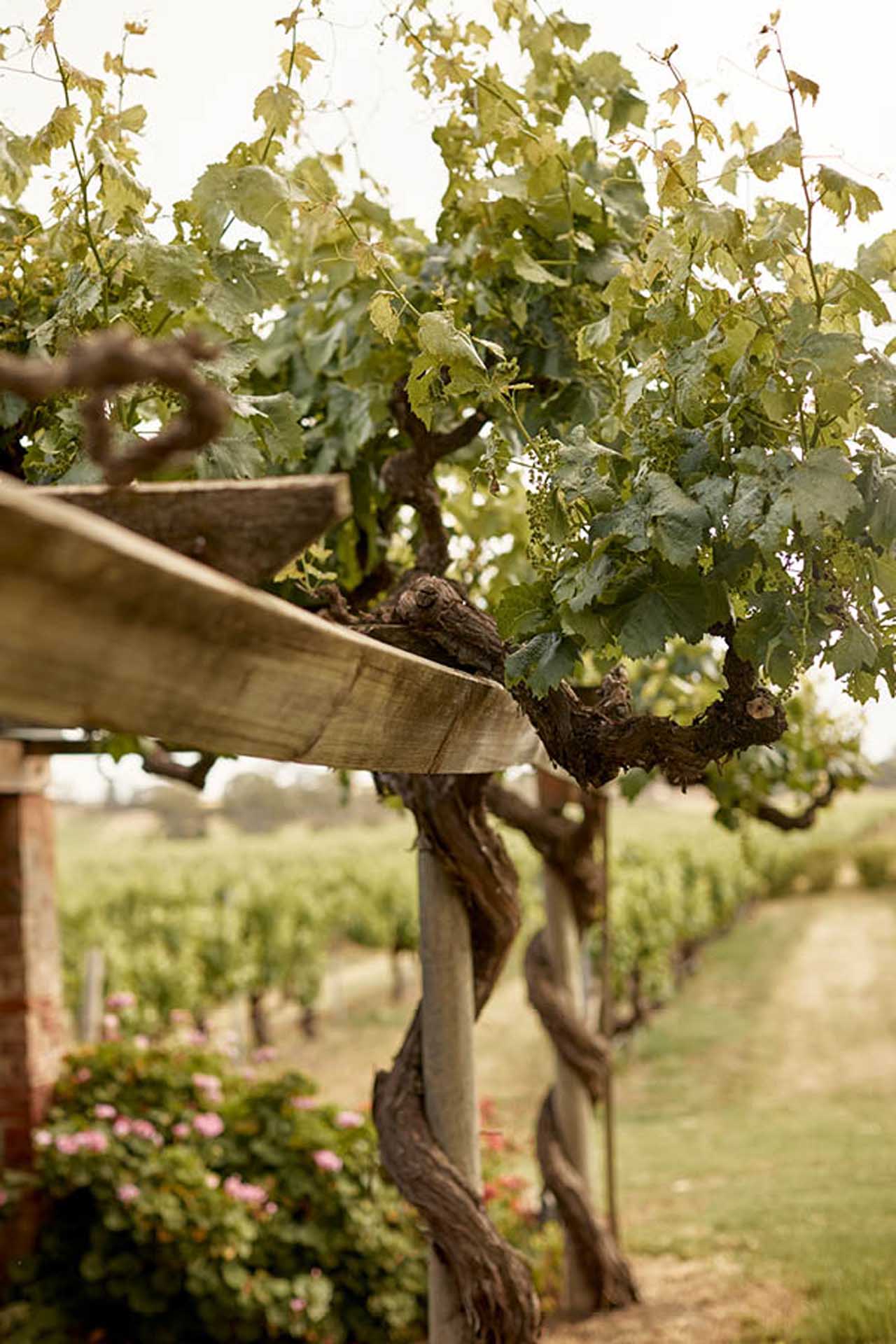 About Le Mas | Le Mas - Luxury Barossa Accommodation